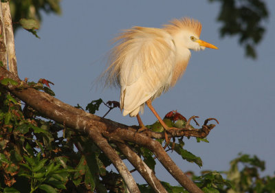 Cattle Egret