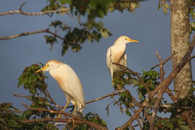 Cattle Egrets in Mating Colors