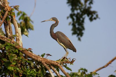 Heron