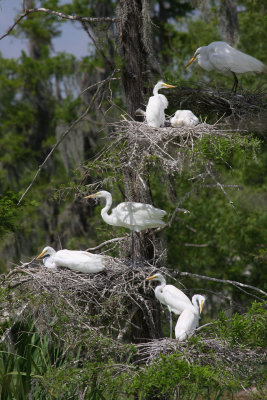 How many nests can fit in one tree?