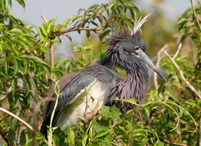 Tricolored Heron in Mating Finery