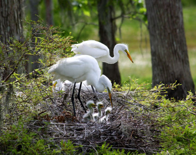 Newly Hatched Egrets