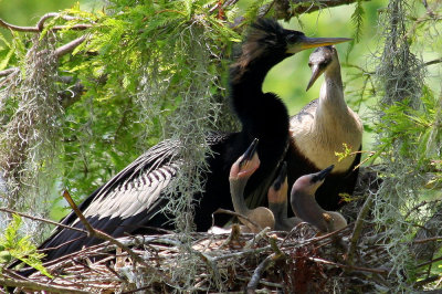 Anhingas - Parent, Chicks and a Visiting Cousin