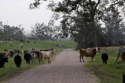 River Road at Carville