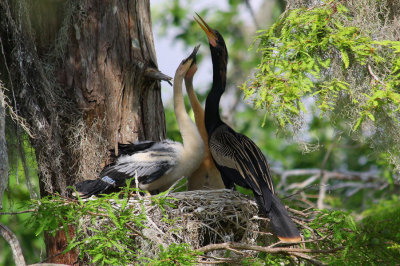 Anhinga and his Fledglings