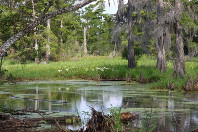 Crinums Bloom in the LaBranche Wetlands but so many cypresses are dying.