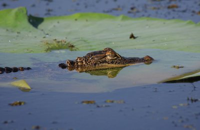 Alligator on a Lily Pad