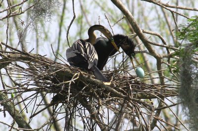 Anhingas Robbing an Egret's Nest
