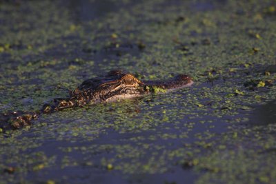 Alligator in the Setting Sun
