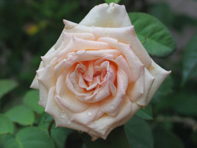 Memere's Rose in Summer