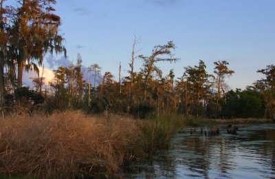 Wetlands in Autumn
