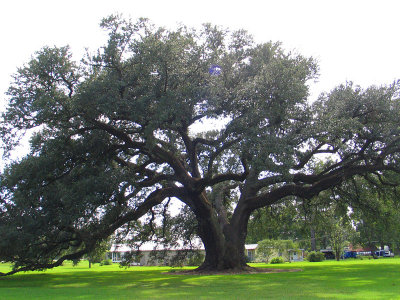 The Randall Oak - centuries old live oak