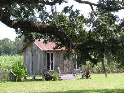 Lovely little outbuilding with sugar cane fields and live oak