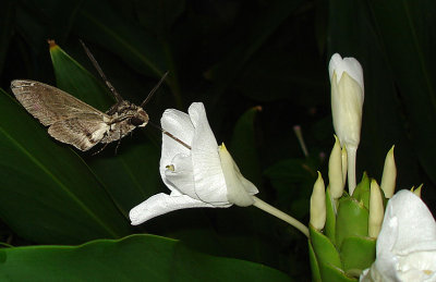 Night Moth by Katherine