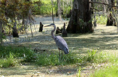 Great Blue Heron