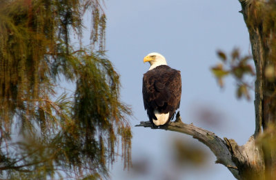 Bald Eagle -He's Back and Has to Build a New Nest - September 25,  2012