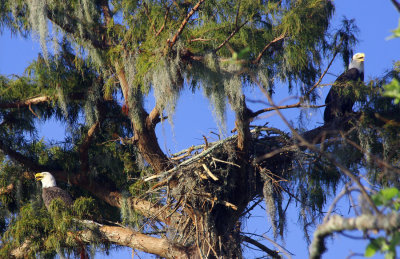 Bald Eagles Building a Nest 