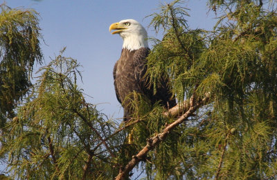 Bald Eagle - Male -September 27, 2012