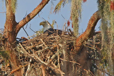 Bald Eagle Trying out the Nest for Size-October 2, 2012