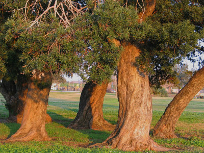 The Marching Ancient Yews