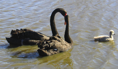 A Touch of Red As Their Necks Form a Heart