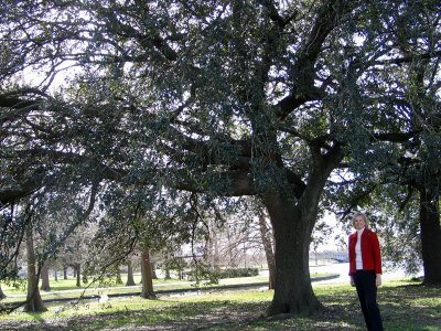 Lafreniere's First Registered Live Oak (Quercus virginiana)