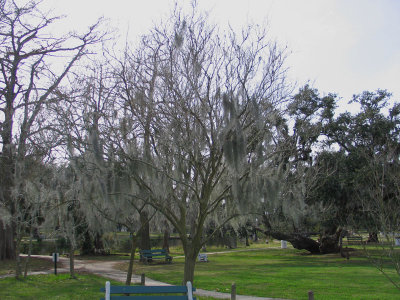 The Spanish Moss is Once Again Growing on our Trees