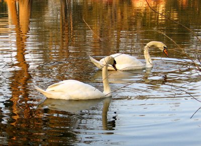 City Park's New Generation of Swans