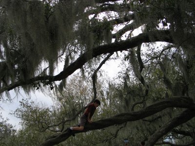 Nature's Playground - the Live Oak