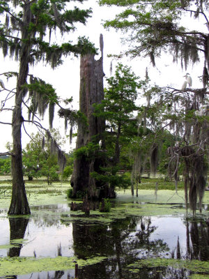 A Louisiana Swamp