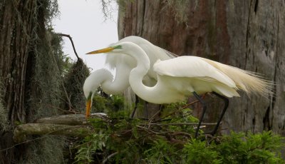 Louisiana Rookery of the Great White Egret