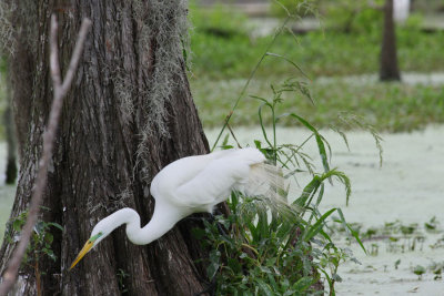 Egret Hunting for Frogs