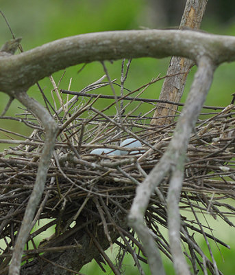 Beautiful Blue Egret Eggs in the Nest