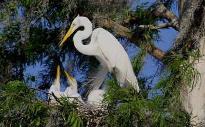 Egret Mother and Chicks in a Cypress Tree