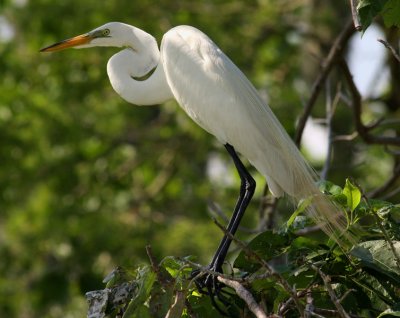 Great Egret in May When Its Time for Mating and Babies