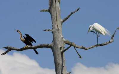 Anhinga and Egret in Dead Cypress Tree