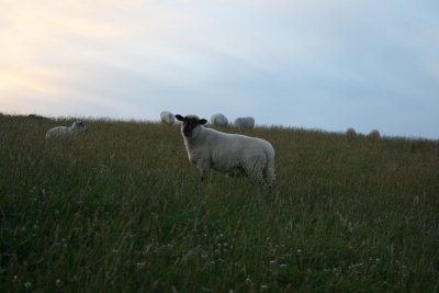 A sheep with long tail