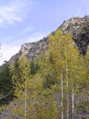 Aspen Turning, Grizzly Creek Canyon