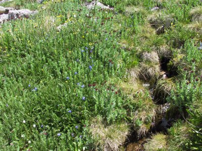 Life in the Alpine Tundra