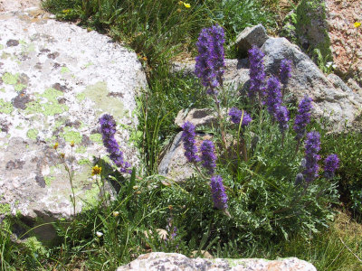 Purple Flowers
