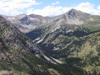 No Pine Bark Beetle (Yet)