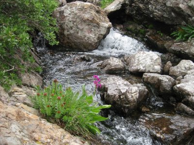 Wildflowers Among the Conglomerate