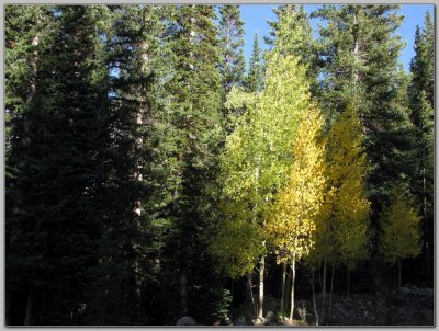 Aspen Among the Fir