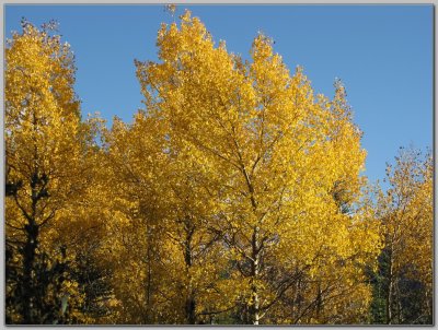 Aspen on the North Shore of Tuquoise Lake