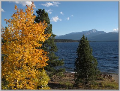 Aspen on East Side of Turquoise Lake