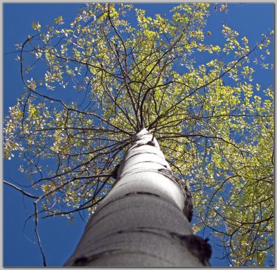 Tall, Incredibly Straight Trunk
