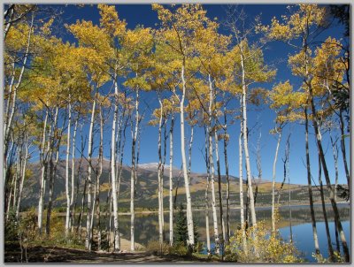 Best Stand of Aspen I've Ever Seen, Mt Elbert (background)