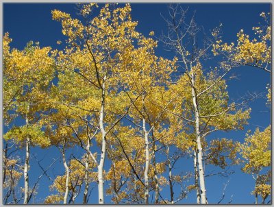 Golden Canopy