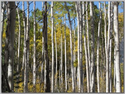 How Many Trees Do You See? One!