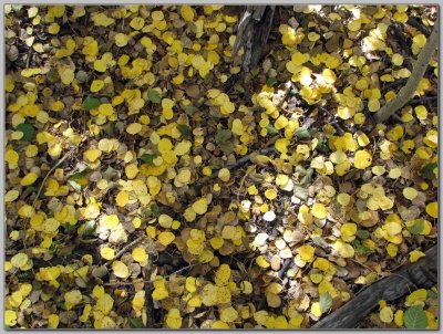 ...More Gold Coins
